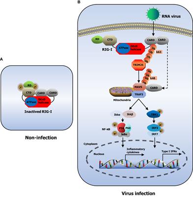 Frontiers The LncRNAs Involved In Regulating The RIG I Signaling Pathway